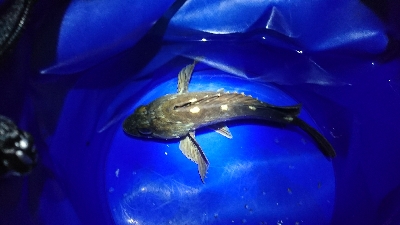 メバルが釣れない…