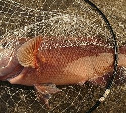 初めてのコブダイ(^^)