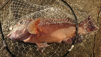 初めてのコブダイ(^^)