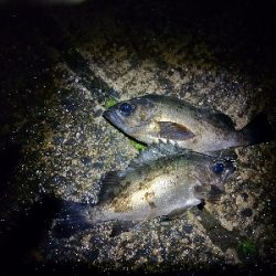 久しぶりのプラッキング