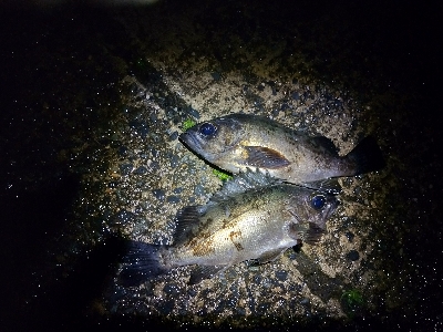 久しぶりのプラッキング