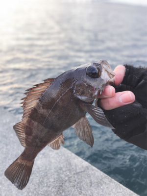 元旦ライトゲーム