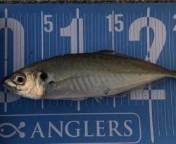 元旦朝まづめのアジング