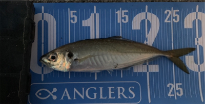 元旦朝まづめのアジング