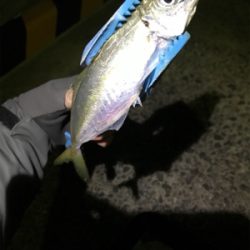 壱岐島釣行2日目