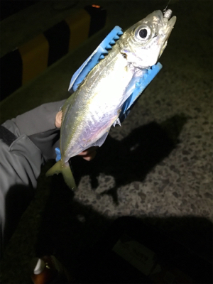 壱岐島釣行2日目