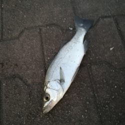 年明け初釣り