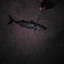 新年、太刀魚は何処？