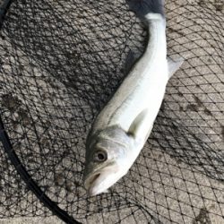 久々シーバスマルチ〜イイダコ