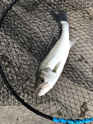 久々シーバスマルチ〜イイダコ