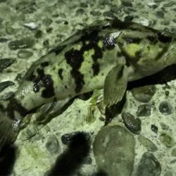 新年初釣(๑╹ω╹๑ )