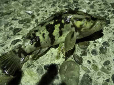 新年初釣(๑╹ω╹๑ )