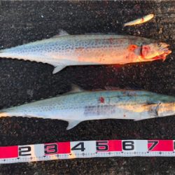 釣り初めはサワラダブル!!!