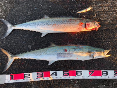 釣り初めはサワラダブル！！！