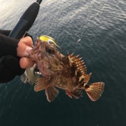 ガシラのアタリ連発