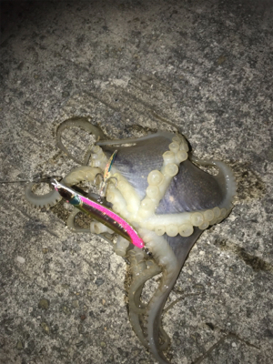 フラット狙いなのにタコの呪い？