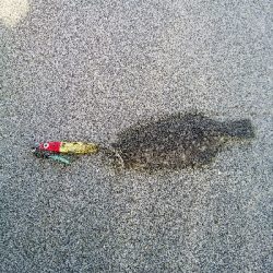 今年の釣り初めはソゲ