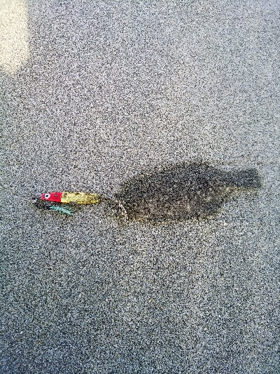 今年の釣り初めはソゲ