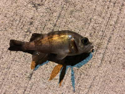 爆風ロックフィッシング