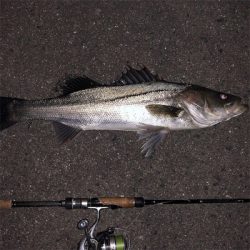 今年2回目の釣行