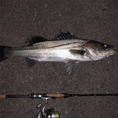 今年2回目の釣行