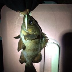 竿始め!寒いけど熱いぞメバル(*´ω`*)