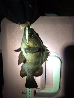 竿始め!寒いけど熱いぞメバル(*´ω`*)