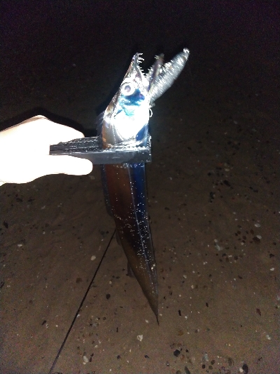 【須磨】【1月】正月シーズンでもタチウオ釣…