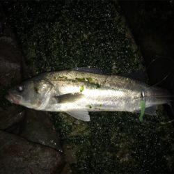 3日朝、引き続き好調のまま終了