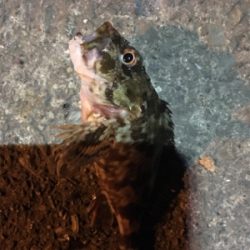 根魚フィッシング