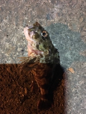 根魚フィッシング