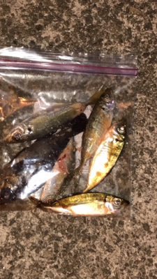 神戸でのアジング