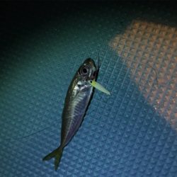 壱岐島釣行最終日