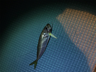 壱岐島釣行最終日