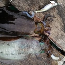 新春初アオリイカ