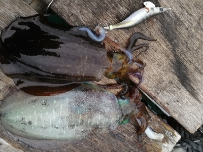 新春初アオリイカ