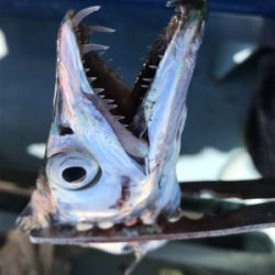 太刀魚  須磨沖