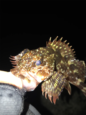 今年の初フィッシュ