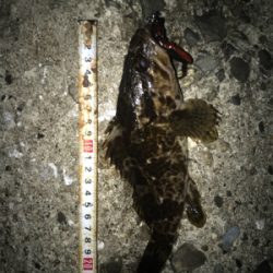 根魚よく釣れます