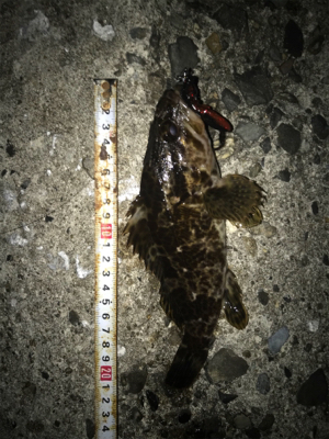 根魚よく釣れます