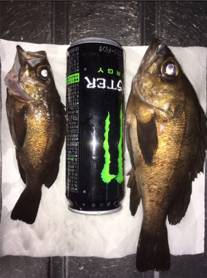 2019年初メバリング