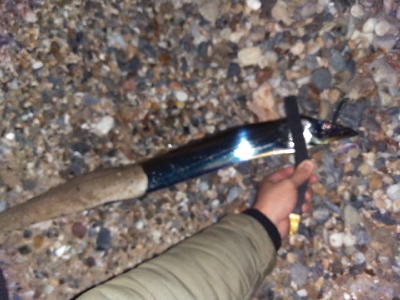 【須磨】冬でも連日陸っぱり良型タチウオ釣れた!