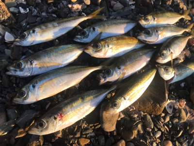 サーフアジング