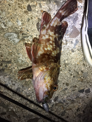 ガシリング！？