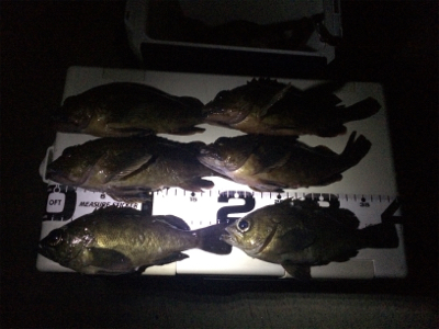 アジングタックルでメバリング