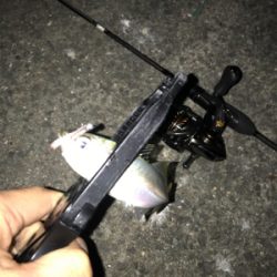 アジング・メバリング