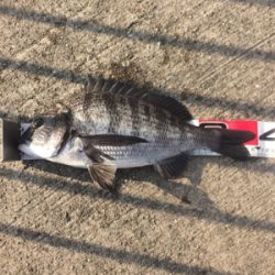 新年あけましておめでタイ!