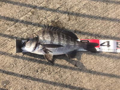 新年あけましておめでタイ!