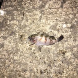 なんとかメバルも、単発