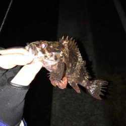 メバルを求めて①